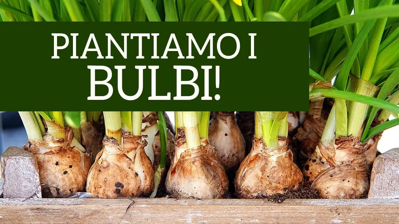 Settembre: il periodo migliore per piantare questi ortaggi e fiori resistenti al freddo