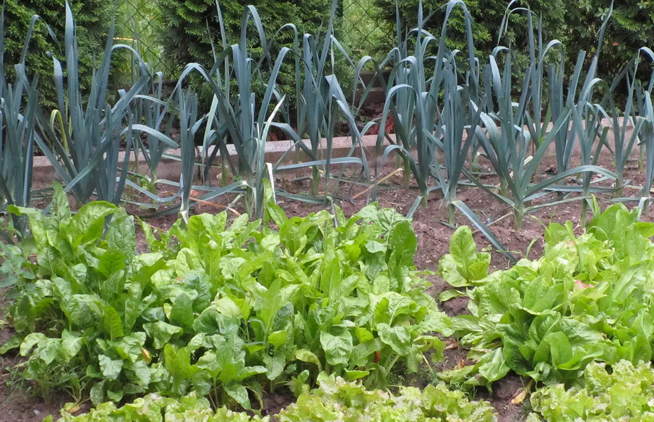 Se vuoi un orto che produce tutto l’anno, scegli questo ortaggio poco coltivato ma semplicissimo