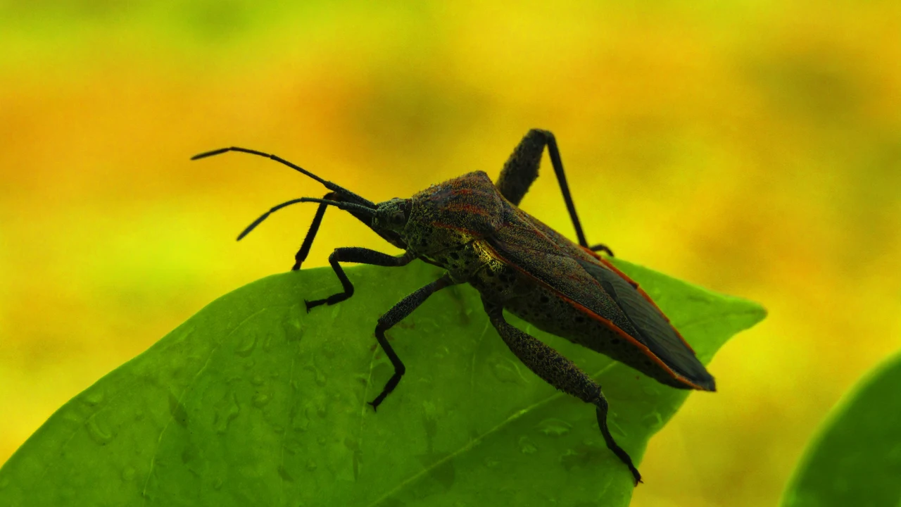 Strategie naturali per liberare casa dagli insetti senza usare spray chimici