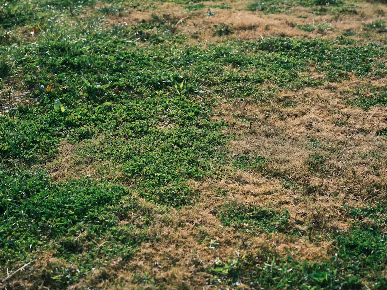 Allarme macchie bianche sul prato: ecco la causa nascosta di questa malattia