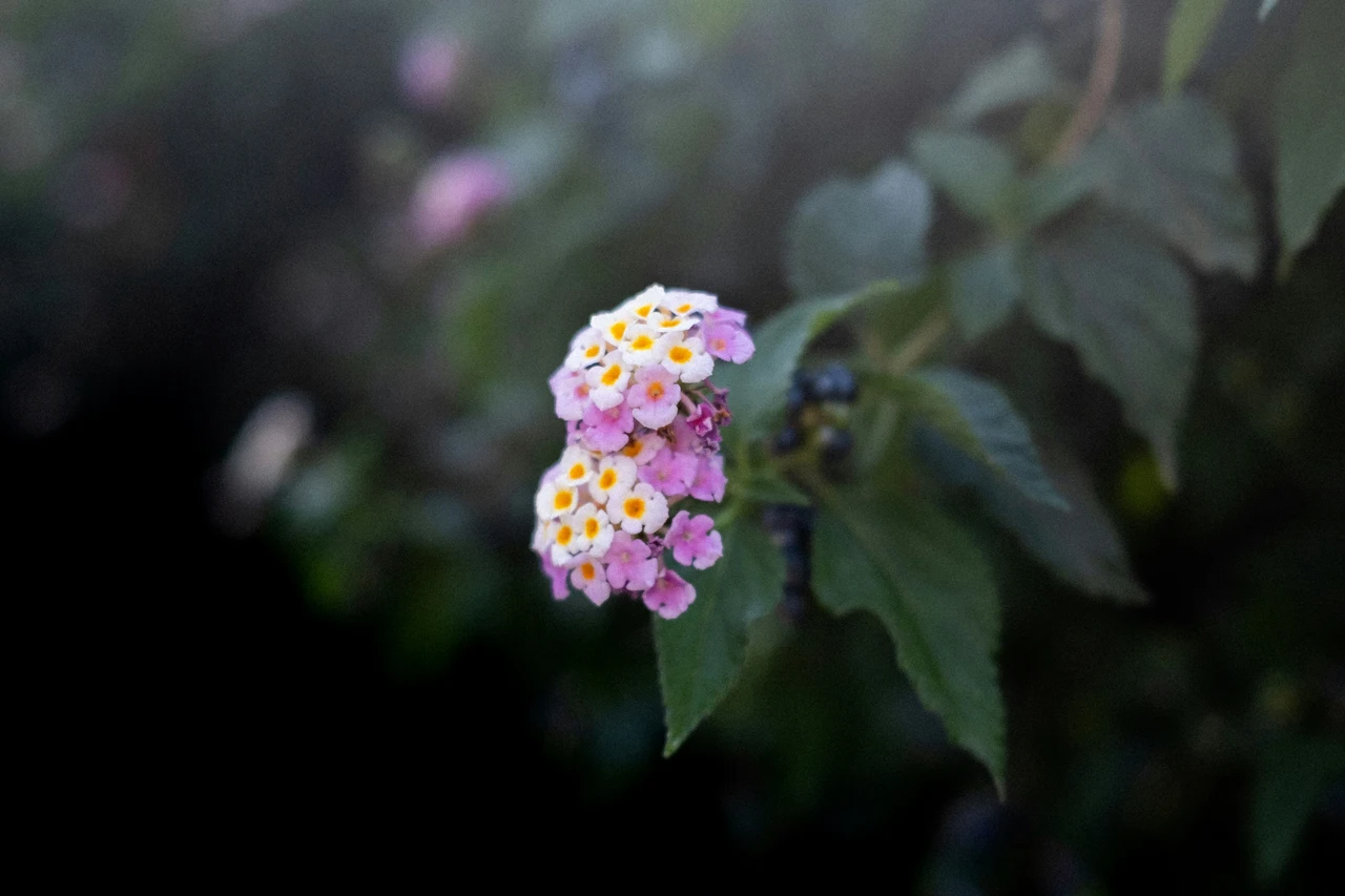 Ecco il fiore di settembre che simboleggia la forza: piantalo ora per un giardino splendido