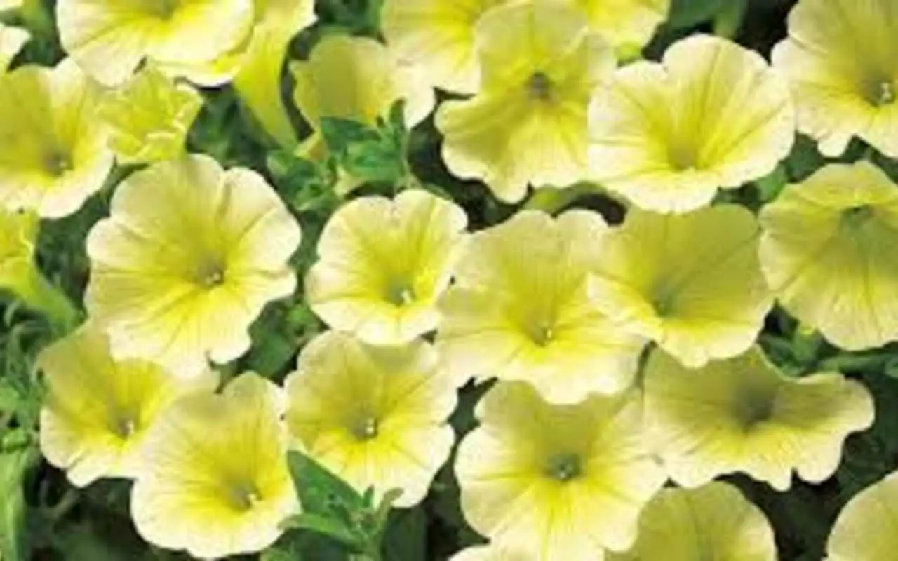 Stanco delle solite surfinie? Ecco il fiore simile che resiste al sole e fiorisce di più