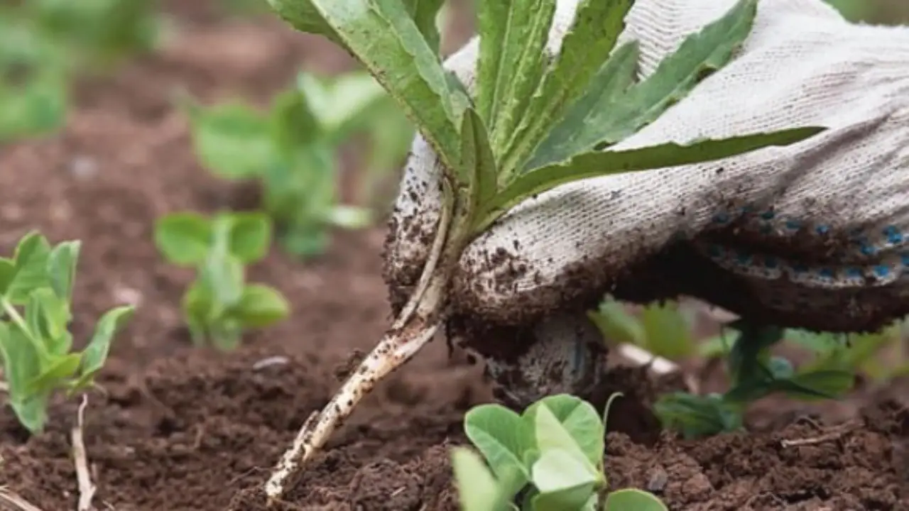 Il trucco per coprire la terra dei vasi che blocca le erbacce, mantiene l’umidità e decora