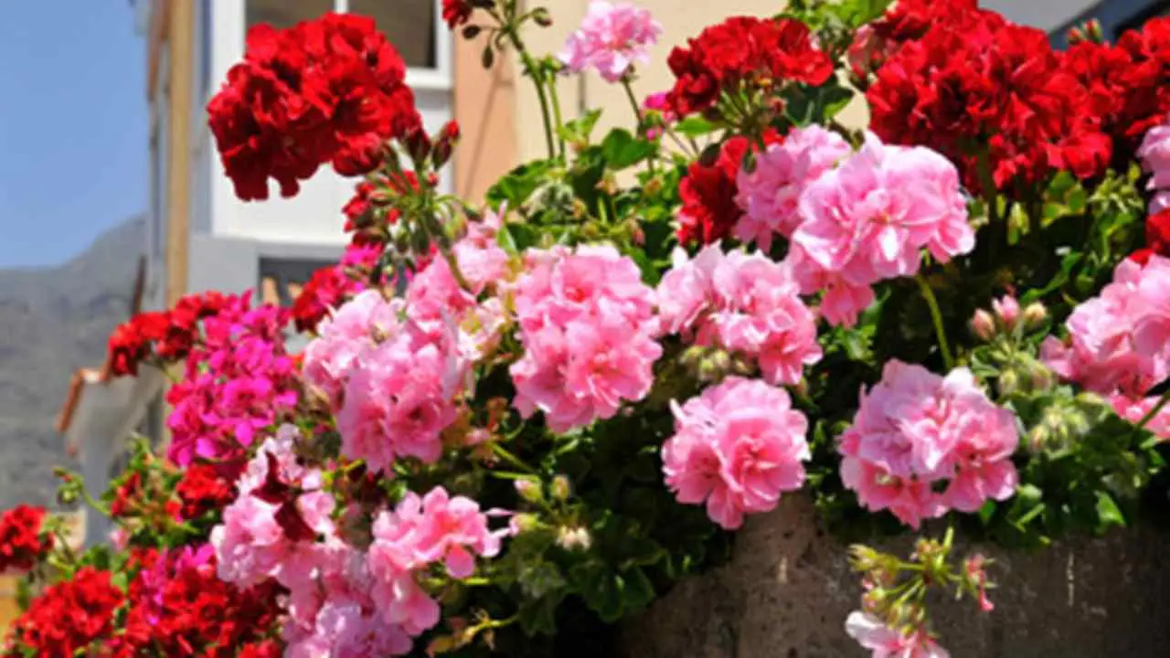 Allarme farfallina del geranio? Ecco il metodo naturale definitivo per salvare le tue piante