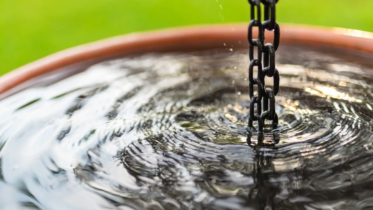 L’acqua piovana è un “concime” naturale gratuito: ecco perché rende le tue piante splendide
