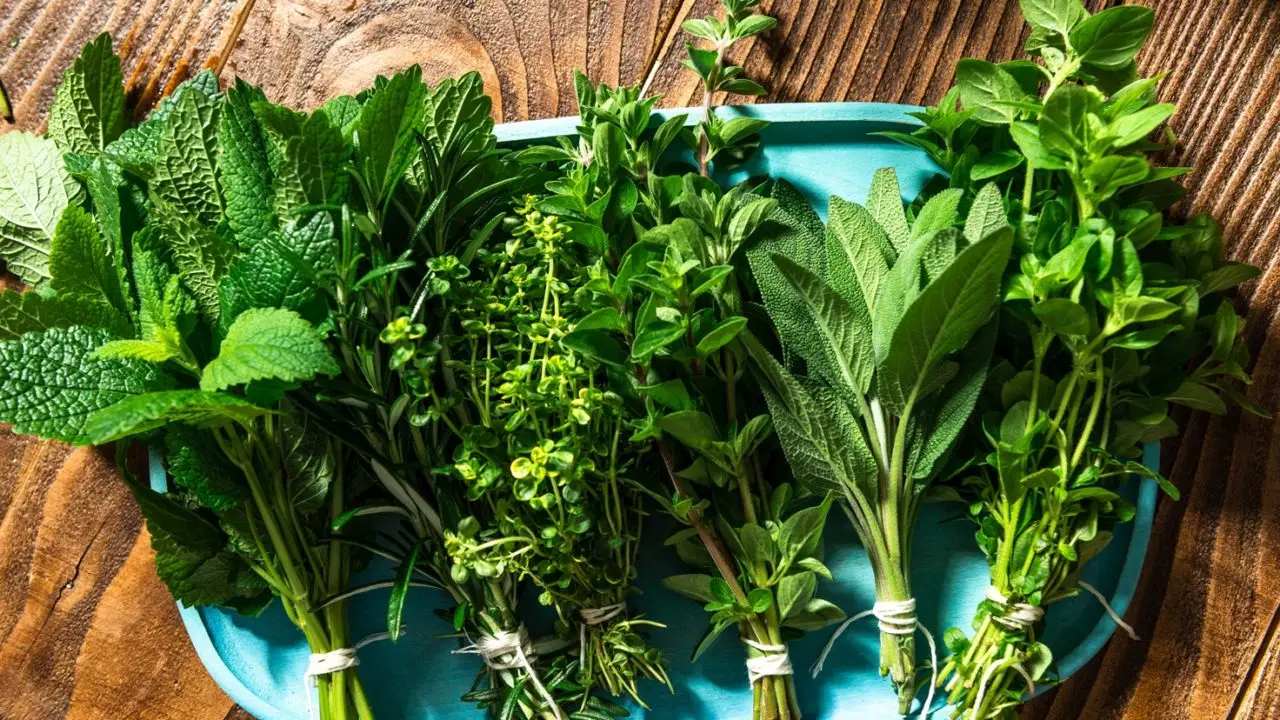 Stai bruciando o uccidendo le tue erbe aromatiche? Ecco quali amano il sole e quali l’ombra