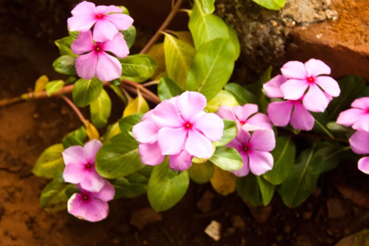 Non piantare i fiori di vetro in questo punto del giardino: ecco l’errore che fanno tutti