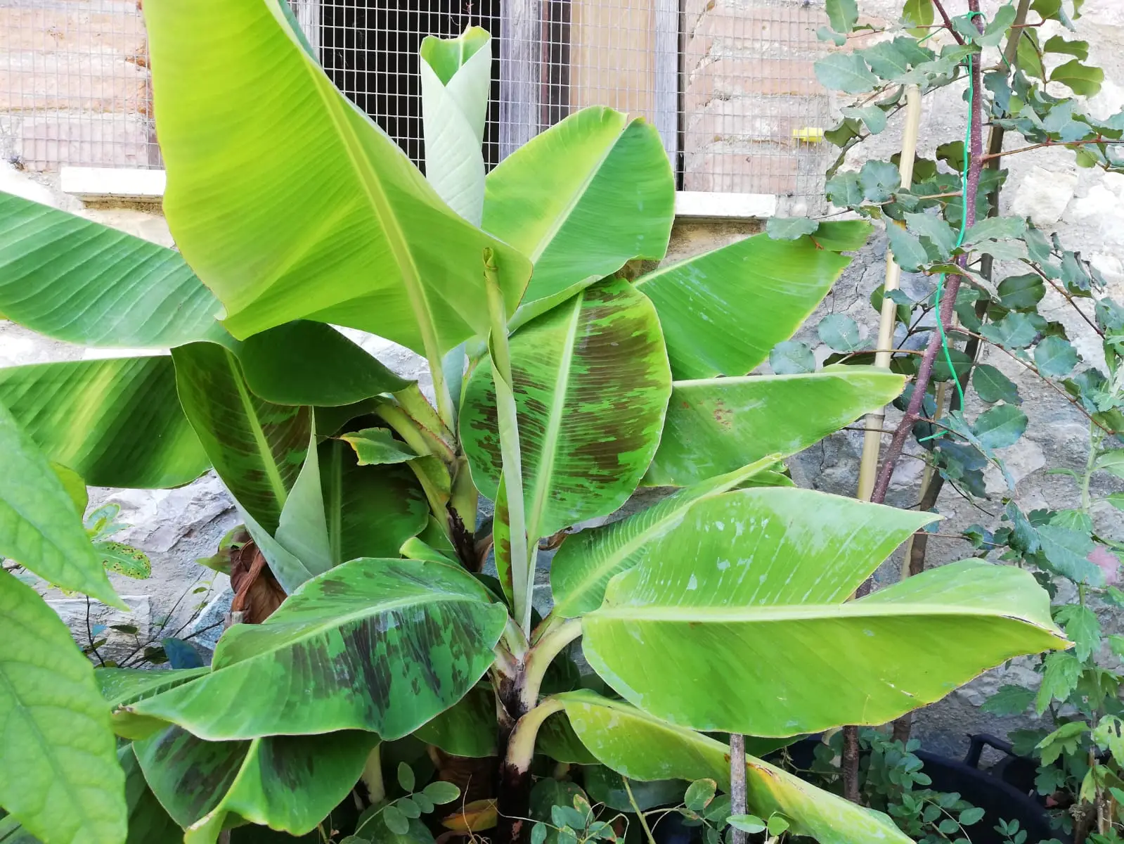 Non mettere mai questo sotto le tue piante: ecco l’errore che soffoca le radici