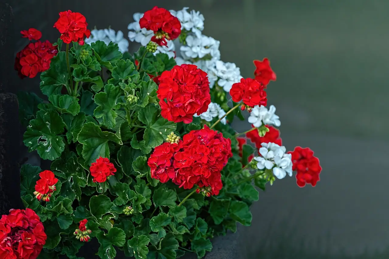 I tuoi gerani si ammalano o ingialliscono? Ecco il rimedio naturale che li salva subito