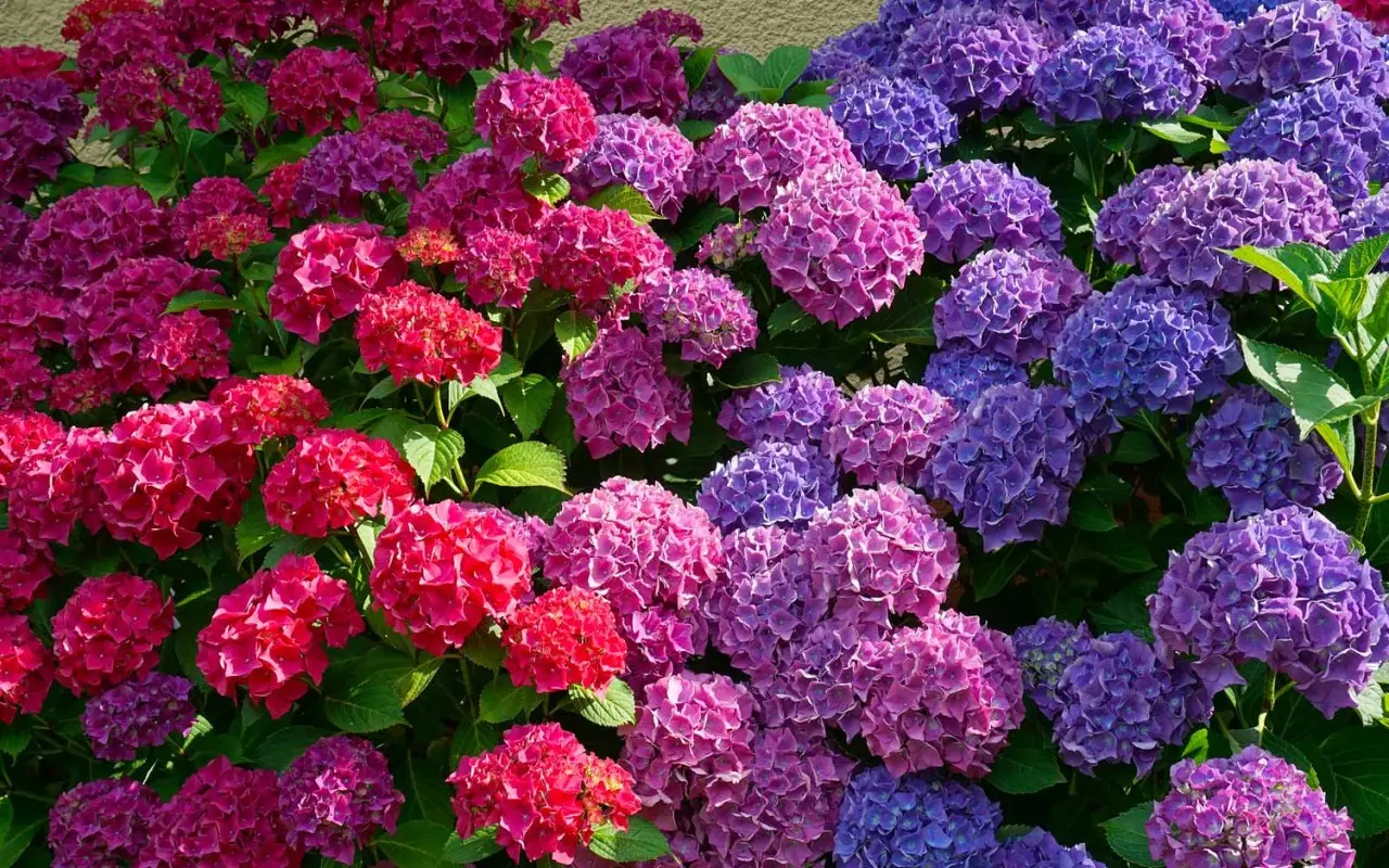 Non tutte le ortensie resistono al sole: ecco le varietà che non soffrono il caldo