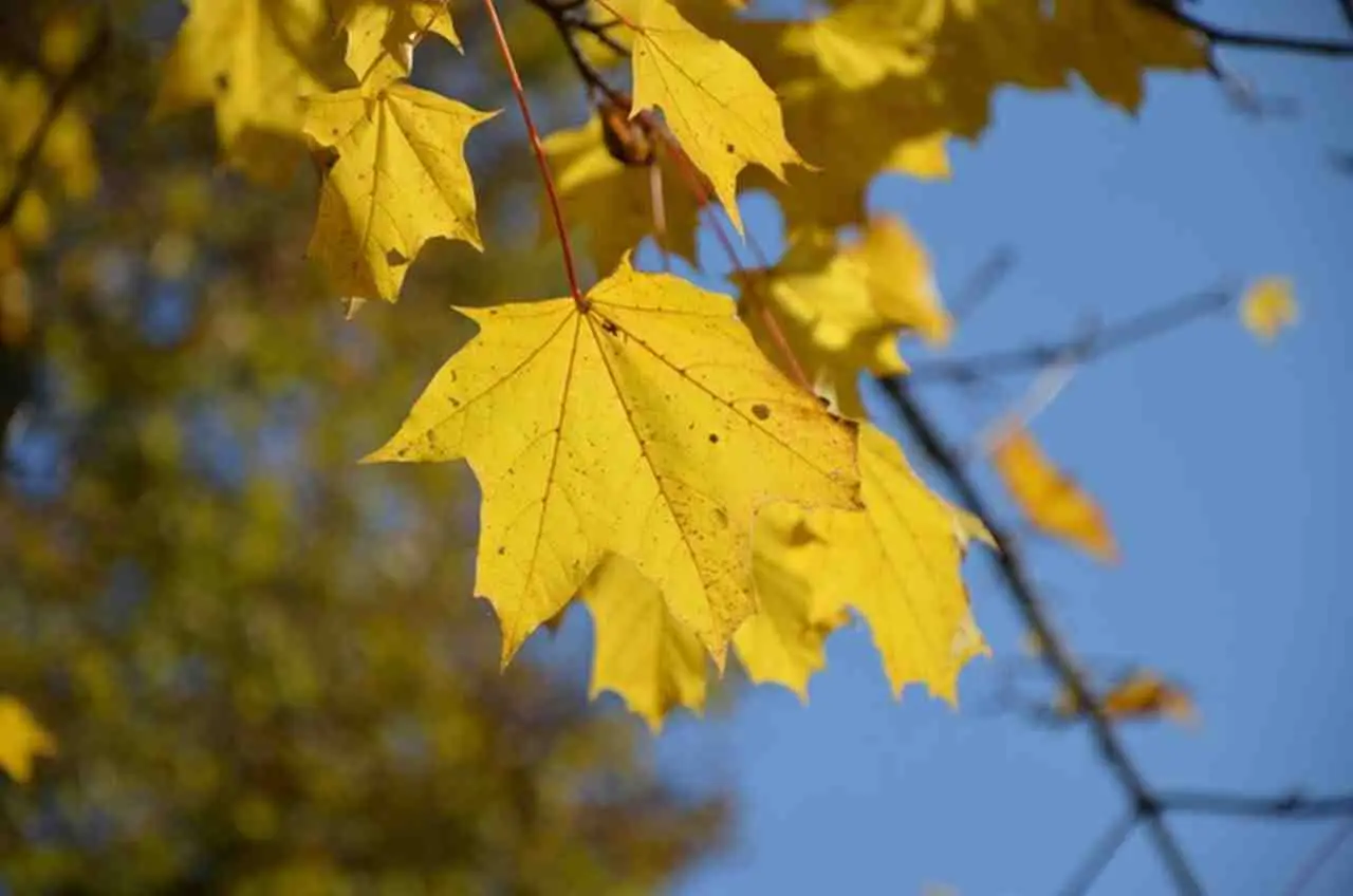 Le foglie delle tue piante ingialliscono? Ecco quando non basta il ferro per salvarle