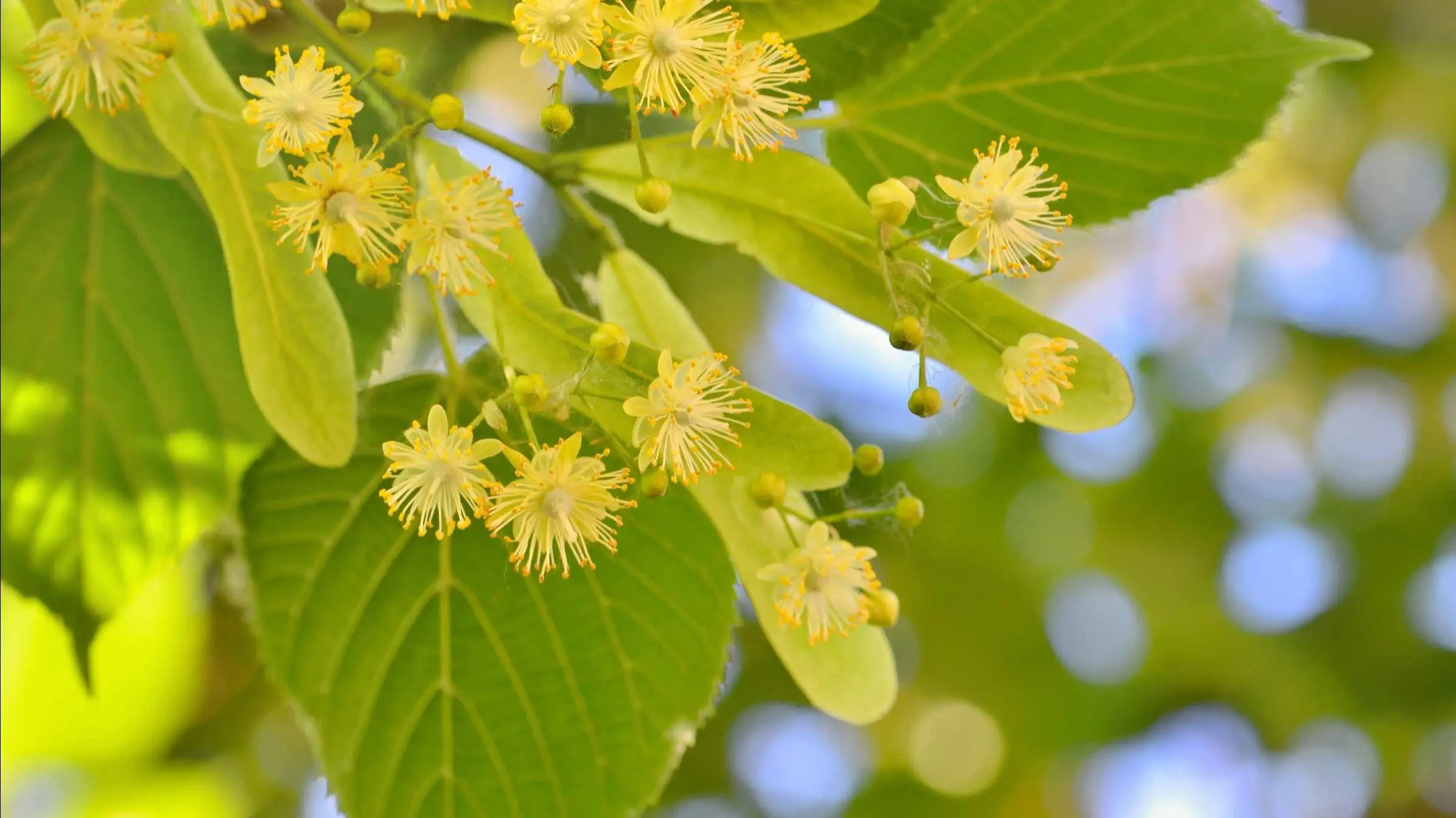 Non è solo allergia se hai questi sintomi quando c’è il polline: attenzione all’asma