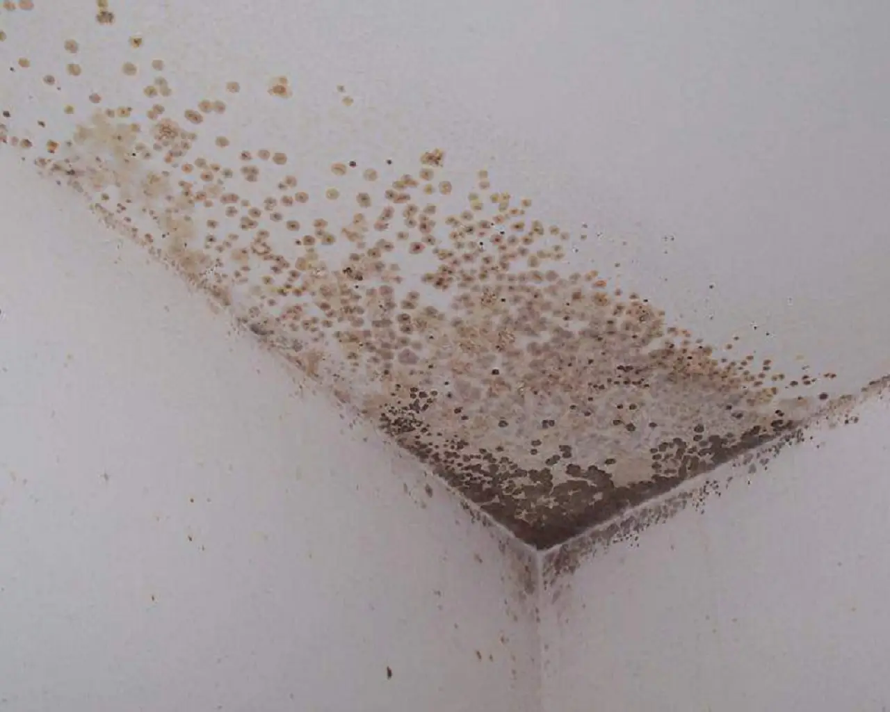 Attenzione a questi sintomi comuni: potresti avere un’intossicazione silenziosa da muffa in casa