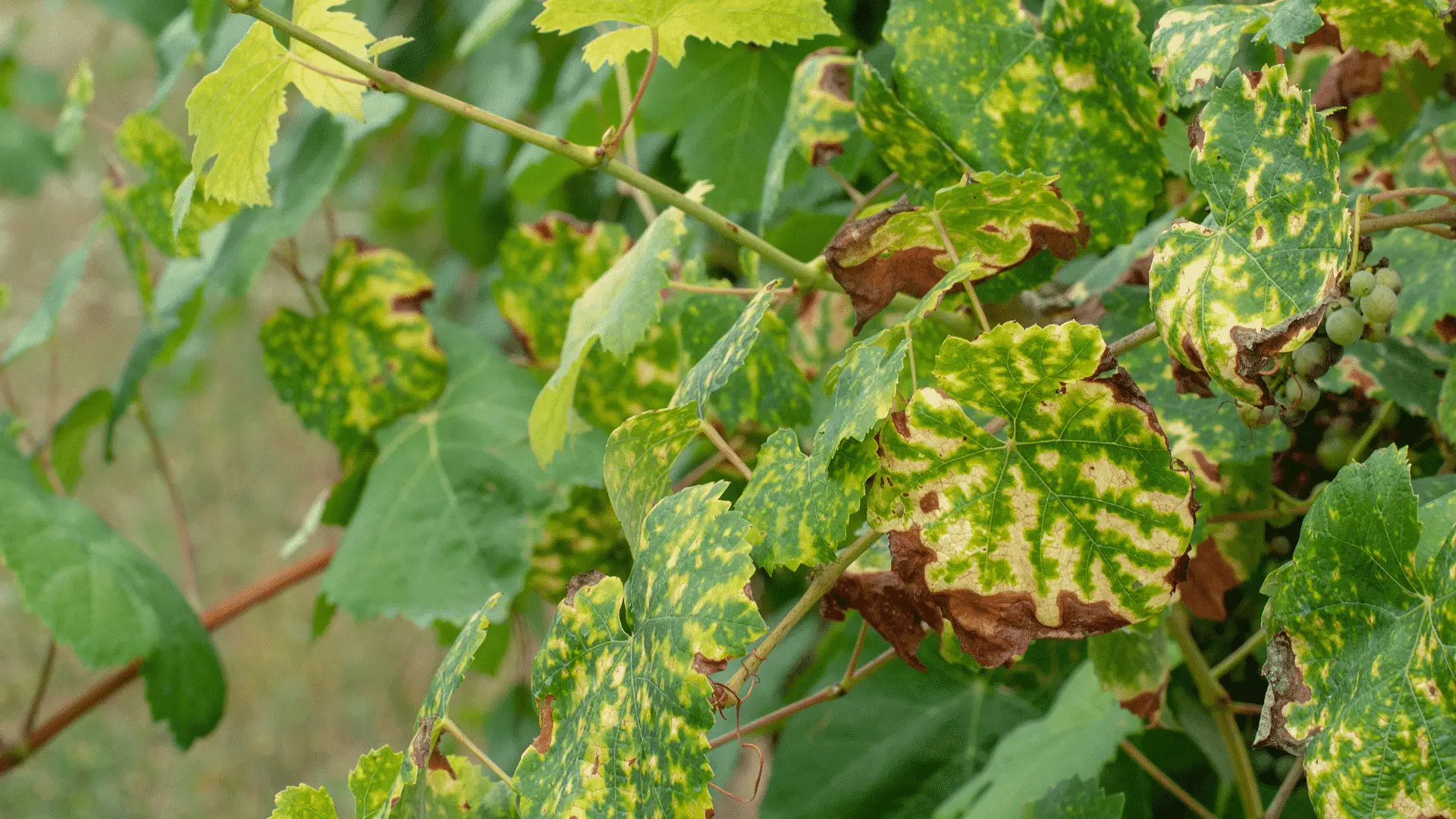 Rimedi naturali contro le foglie delle rose bucate: ecco cosa devi usare