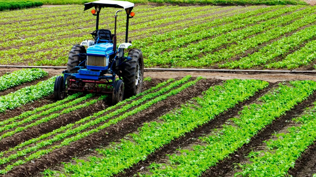 Le tre forme di agricoltura che stanno cambiando il nostro cibo e il pianeta: ecco quali sono