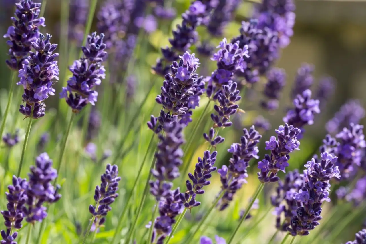 Esiste una lavanda che fiorisce tutto l’anno: ecco la varietà che devi assolutamente piantare