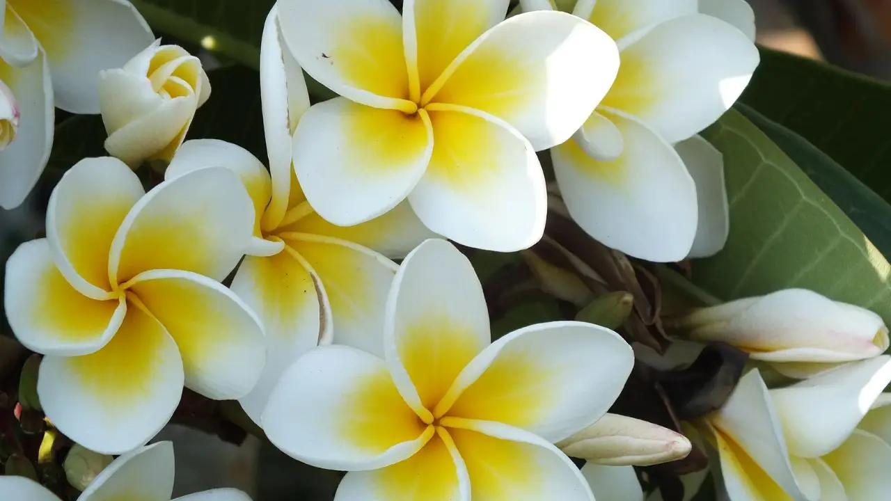 Fiori esotici spettacolari che puoi coltivare facilmente sul tuo balcone: ecco quali sono