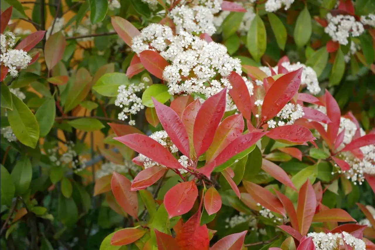 Photinia Red Robin: ecco la crescita reale in un anno e il trucco per farla sviluppare più velocemente