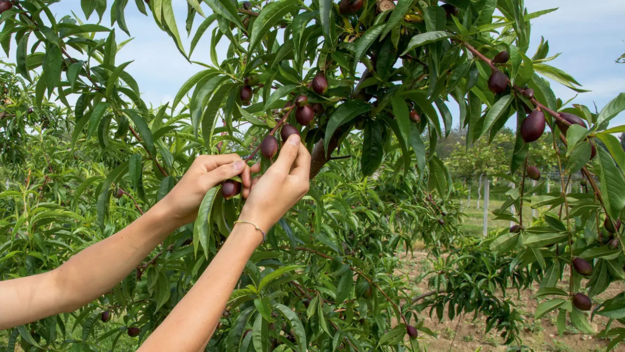 Non disinfettare le piante da frutto in questo momento preciso: le uccideresti