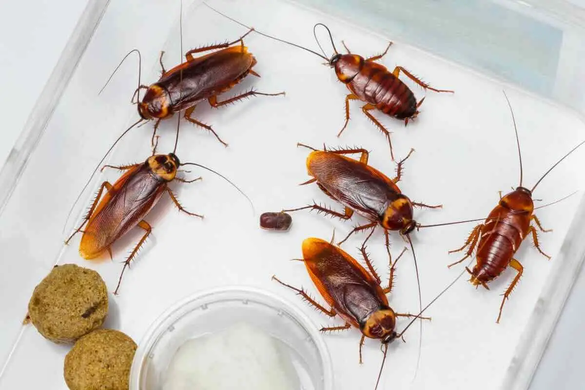 Pensi che gli scarafaggi spariscano in inverno? Ecco dove si nascondono davvero in casa tua