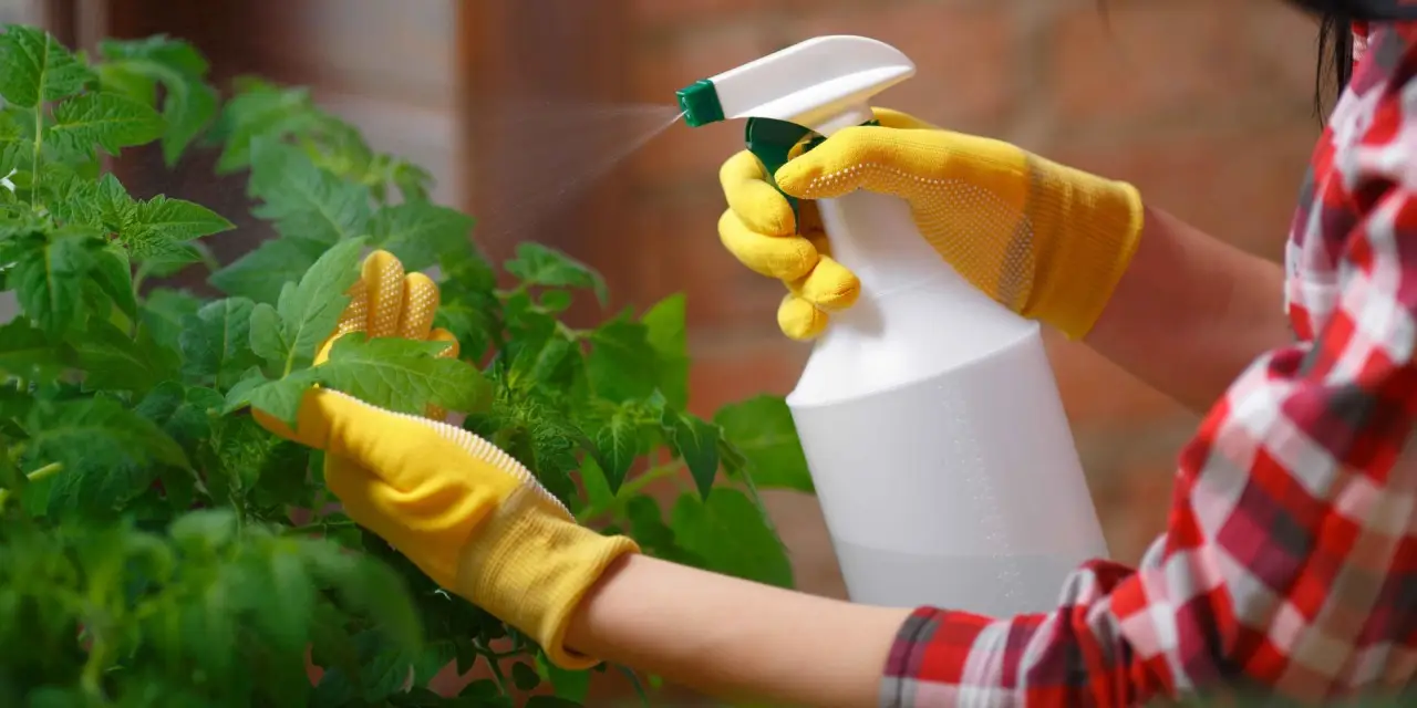 Come fare l’insetticida naturale? Ecco la ricetta definitiva per un insetticida naturale potente ed economico