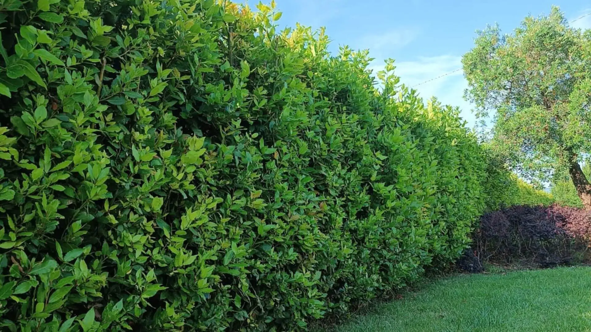 Il vicino lascia la siepe invadere il tuo giardino? Ecco cosa dice la legge e come costringerlo