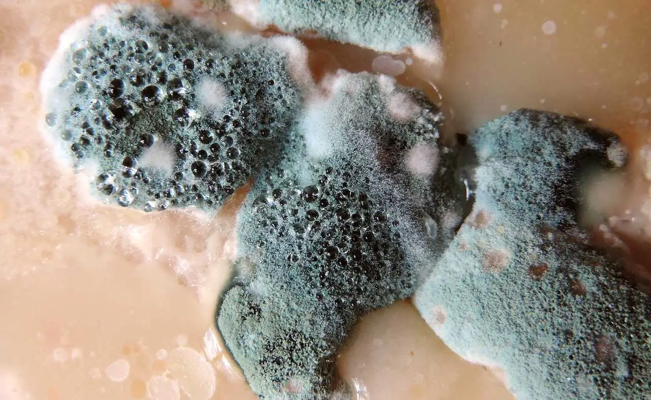 Attenzione alla muffa che si crea negli oggetti di carta: ecco come eliminarla