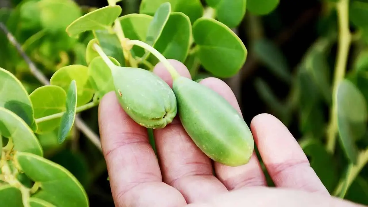 Avvicinarsi a questo albero può essere mortale: ecco dove si trova e perché è così pericoloso