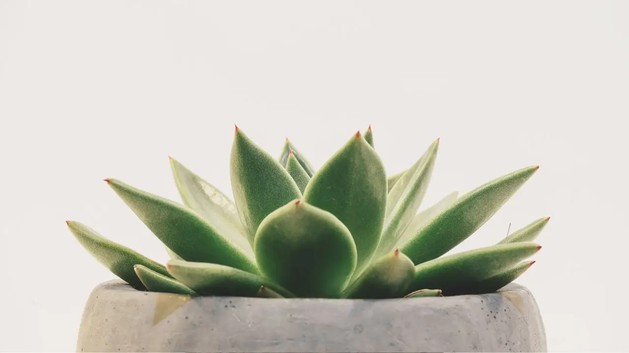 Scegli la pianta grassa più resistente del mondo: ecco perché dovresti averla in casa