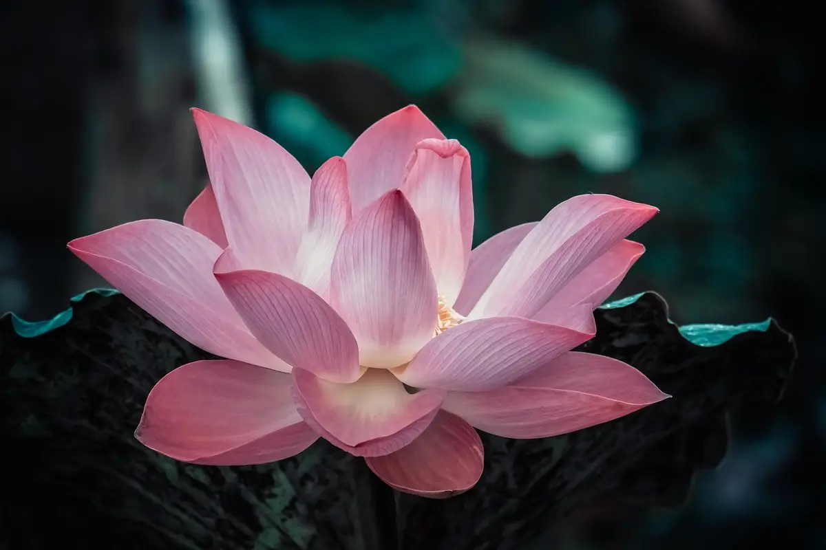 Puoi coltivare fiori di loto spettacolari anche in un semplice vaso: ecco come fare