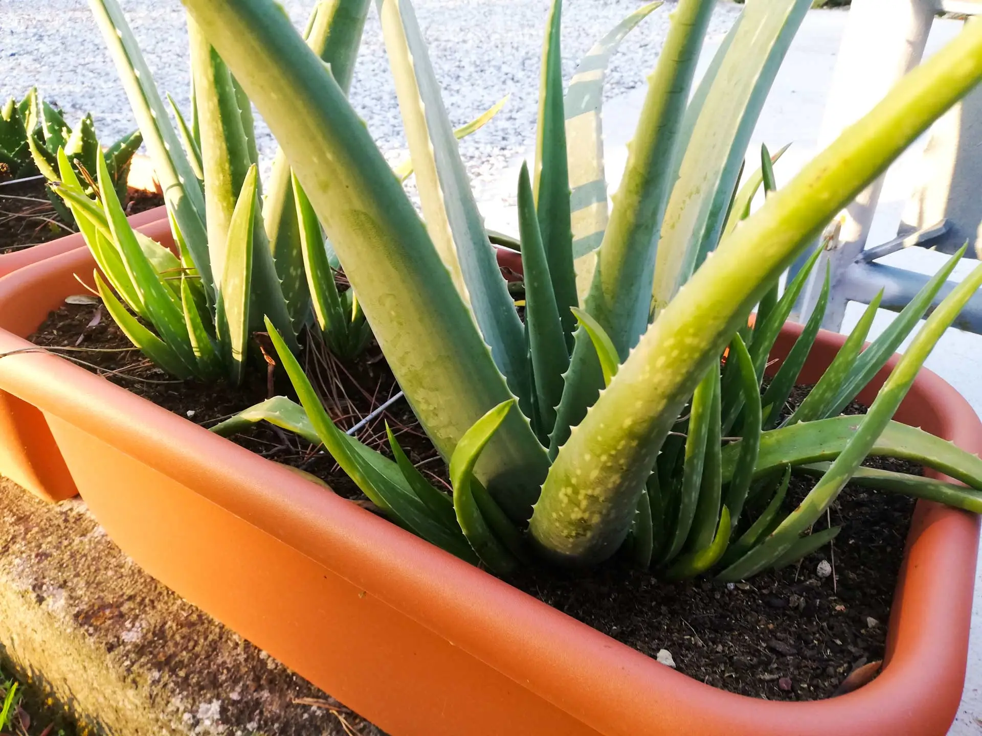 La tua pianta di Aloe Vera ha le foglie sottili e pallide, perché? Ha bisogno di più sole