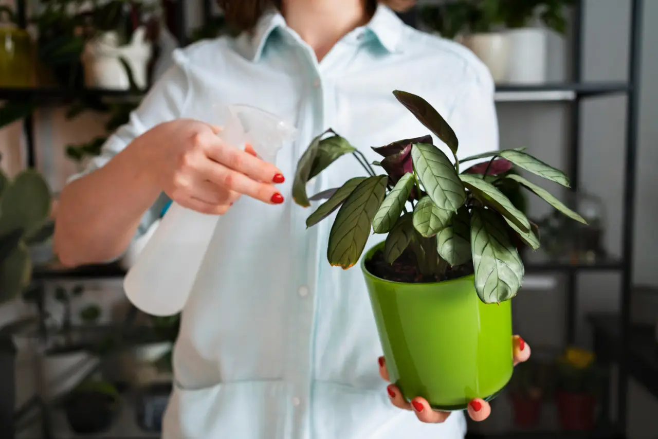La tua Calathea ha le punte secche, cosa fare? Ha bisogno di più umidità, ecco come