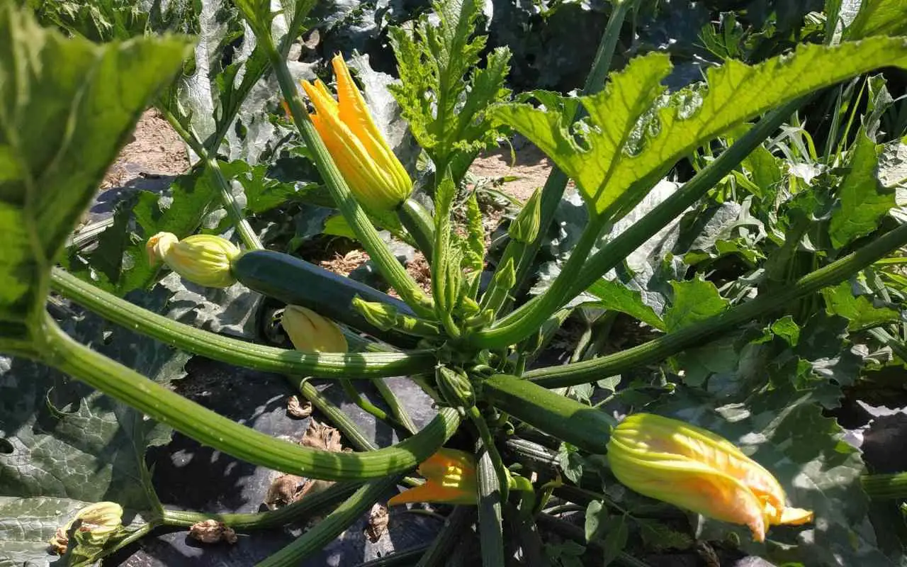 Allarme nell’orto: perché le tue zucchine fanno solo fiori e non frutti? Ecco la soluzione