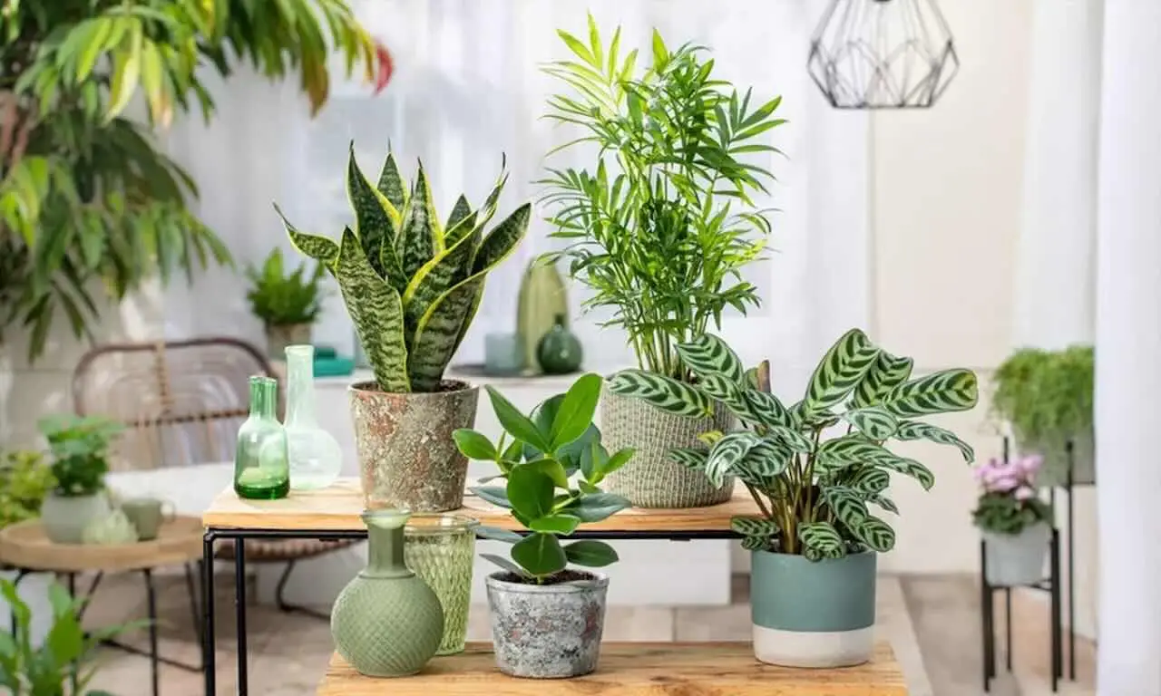 Quali sono le piante da interno che purificano l’aria e sono sicure per gli animali?