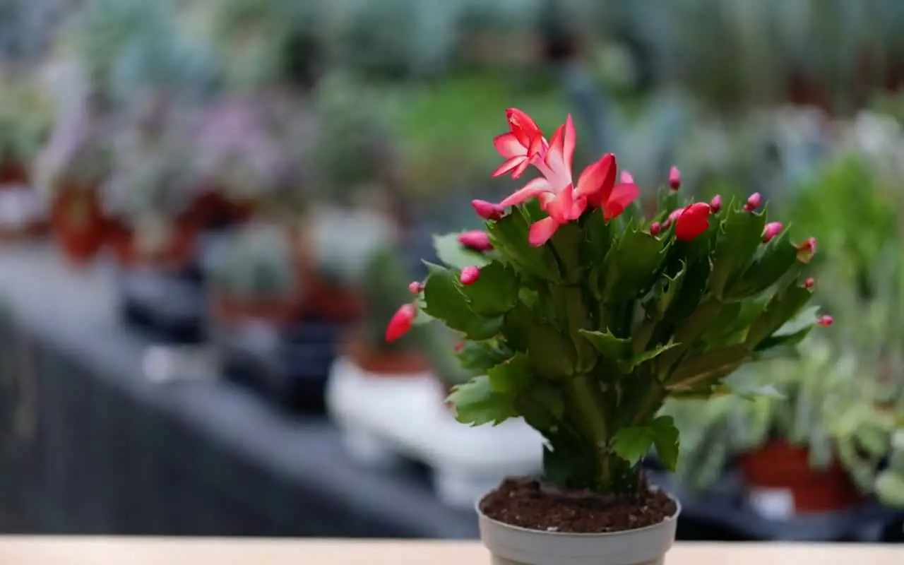 Quali sono le piante da appartamento che fioriscono in inverno? Per un tocco di colore