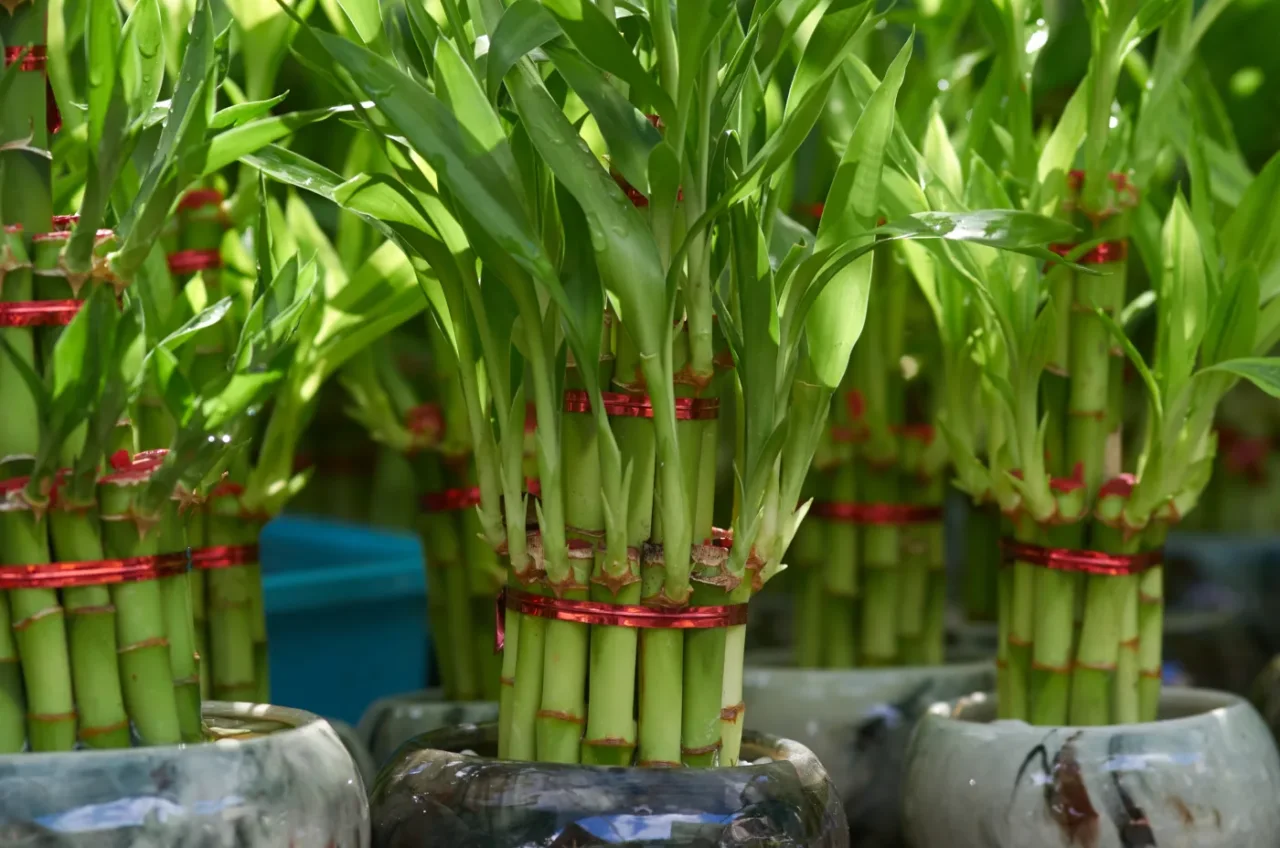 Il tuo bambù della fortuna sta ingiallendo, qual è il motivo? L’acqua del rubinetto è il problema